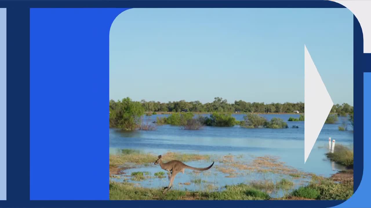 A kangaroo hops through shallow floodwaters, its joey peeking from its pouch. The landscape, typical of rural Australia, is submerged under a vast expanse of blue. A kangaroo hops through shallow floodwaters, its joey peeking from its pouch. The landscape, typical of rural Australia, is submerged under a vast expanse of blue.