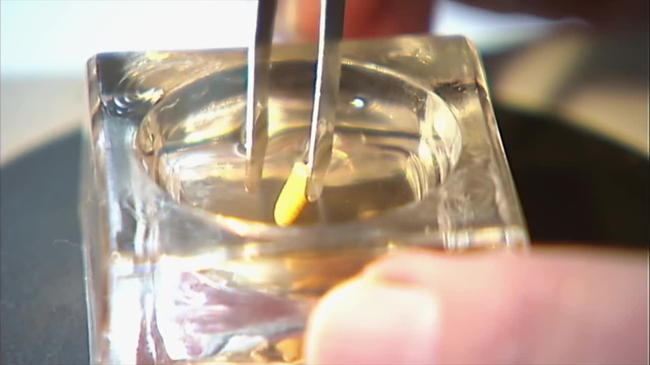 Tweezers carefully hold a small, yellow object over a clear, liquid-filled container. This is part of a process, perhaps for ABC Australia, to examine something minute. Tweezers carefully hold a small, yellow object over a clear, liquid-filled container. This is part of a process, perhaps for ABC Australia, to examine something minute.