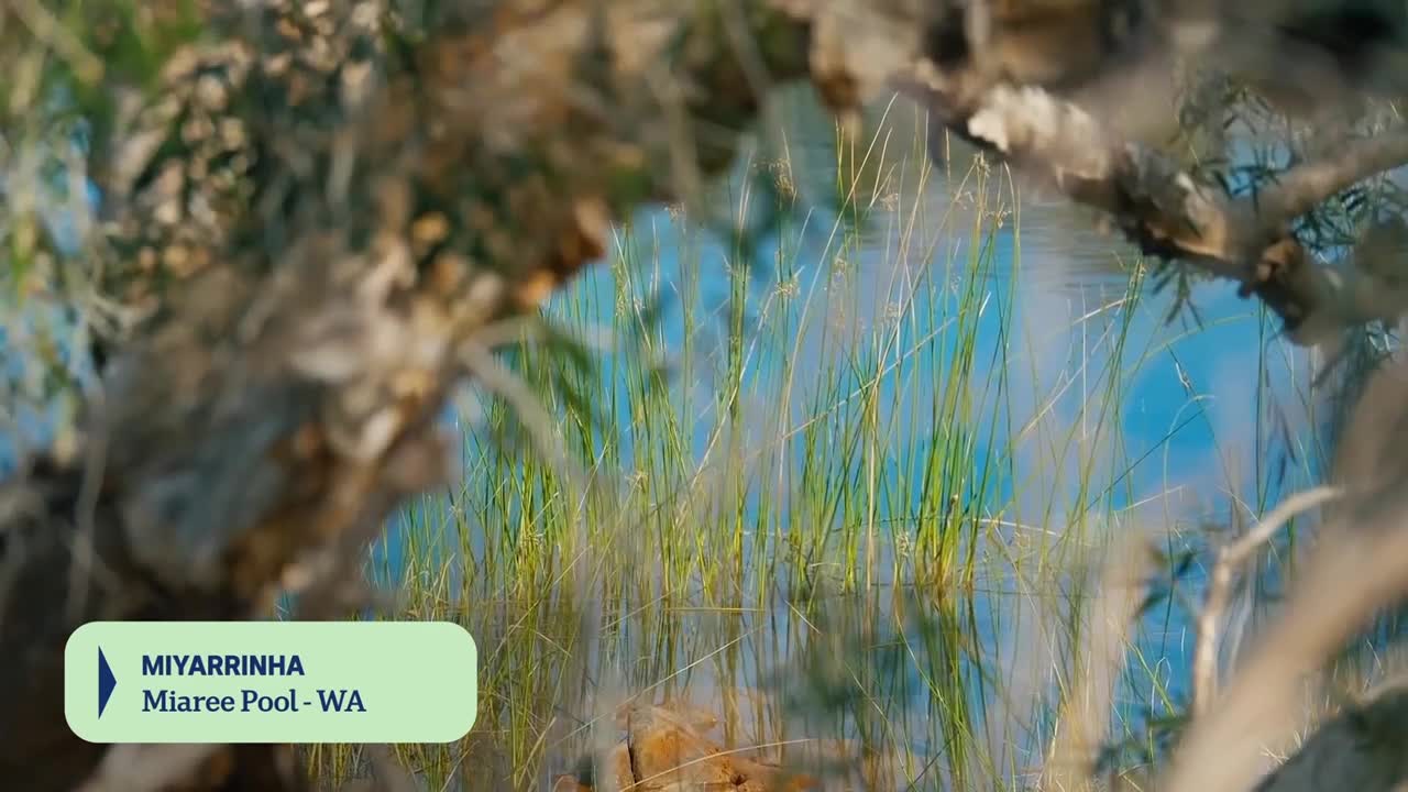 Tall reeds sway gently in the clear blue water of Miaree Pool, Western Australia. The sun glints off the surface, dappling the reeds and the sandy bottom below.
