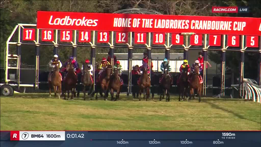 The horses, each with a jockey in colorful silks, are poised in their starting gates at the Ladbrokes Cranbourne Cup. The numbers above the gates are clear, and the track is ready for the 1600m race.
