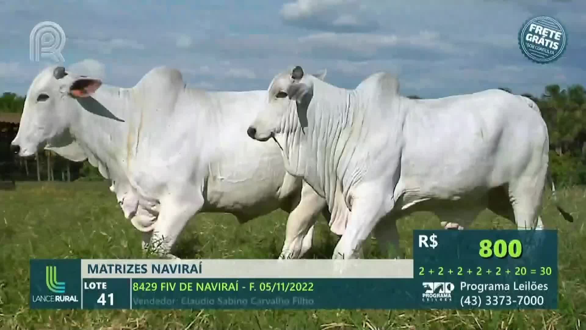 Two large, white bulls, likely for sale, are on display in a field, presented on a Canal Rural broadcast from Brazil. The price is listed at 800 reais.
