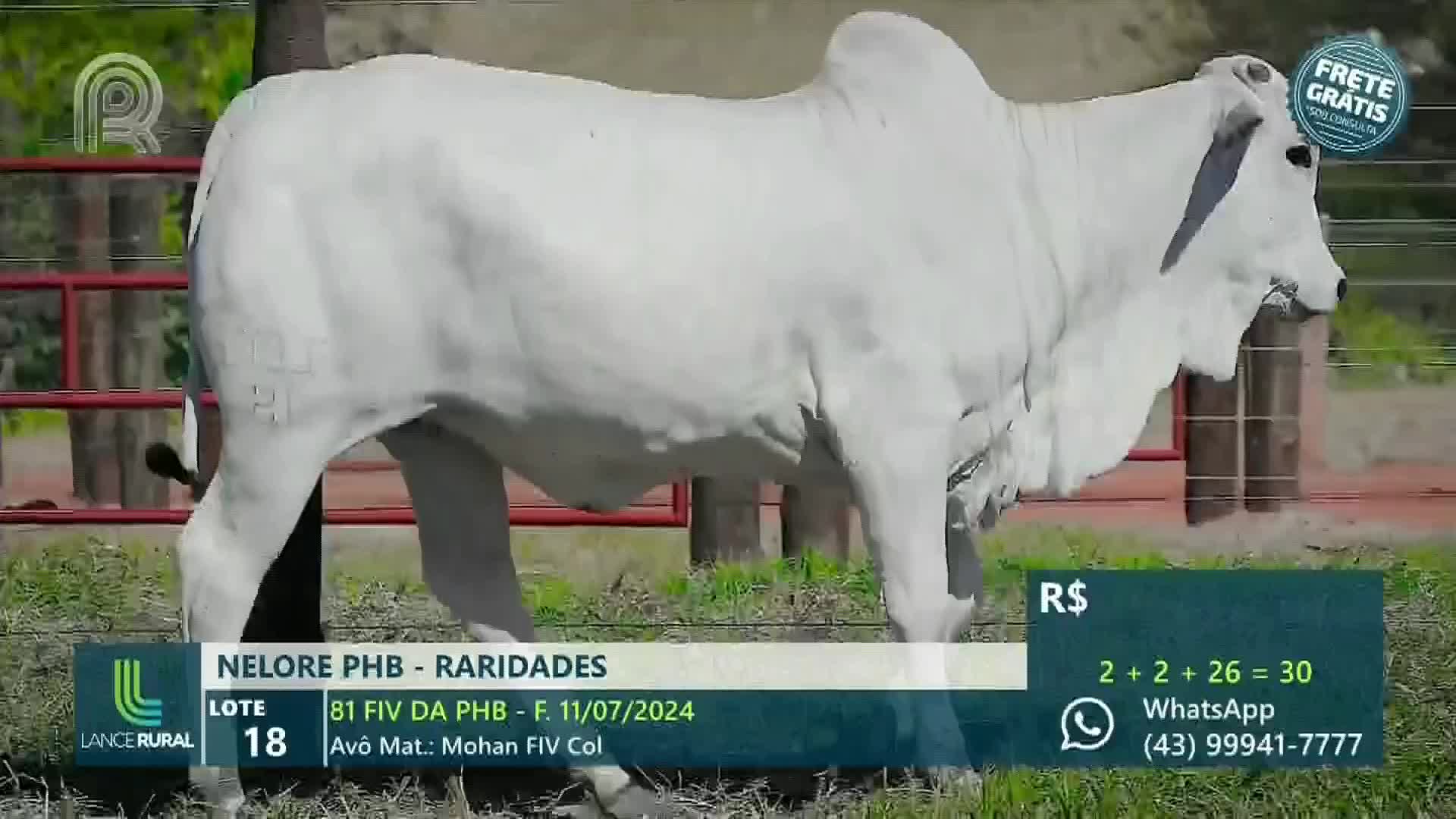 A large, white Nelore bull stands in a grassy area, its form filling the frame. The scene is likely from a Canal Rural auction in Brazil, with details about the animal and contact information displayed on screen.
