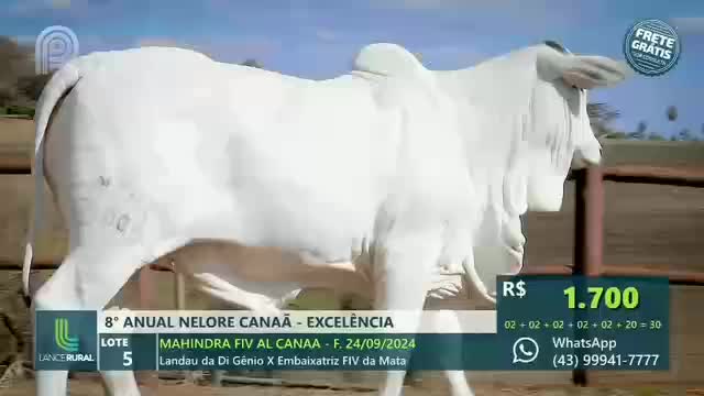 A large, white Nelore bull strides past, its muscular form prominent against a blurred backdrop. The scene is part of a live auction broadcast on Canal Rural, with a price of R$ 1.700 displayed on the screen.
