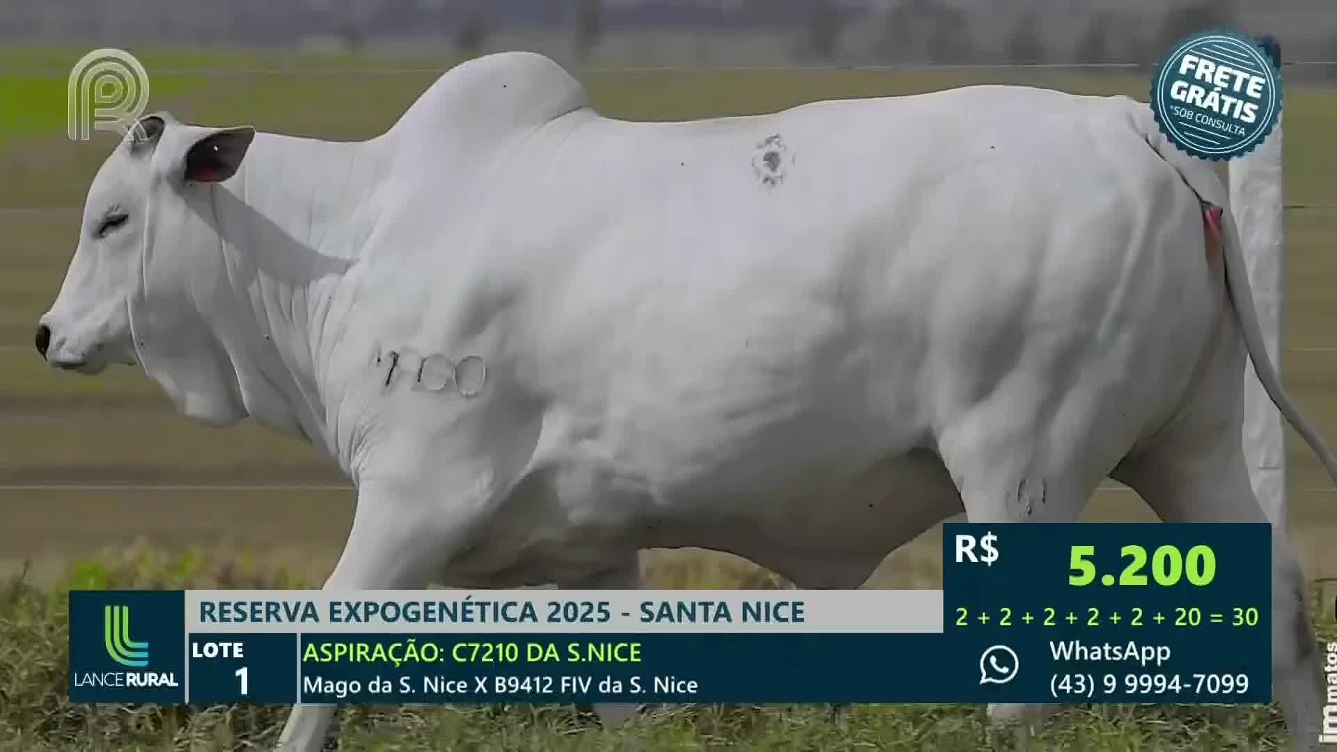 A large, white bull, branded with the number 700, walks across the frame. It's part of a live auction on Canal Rural, with the current bid displayed on the screen.
