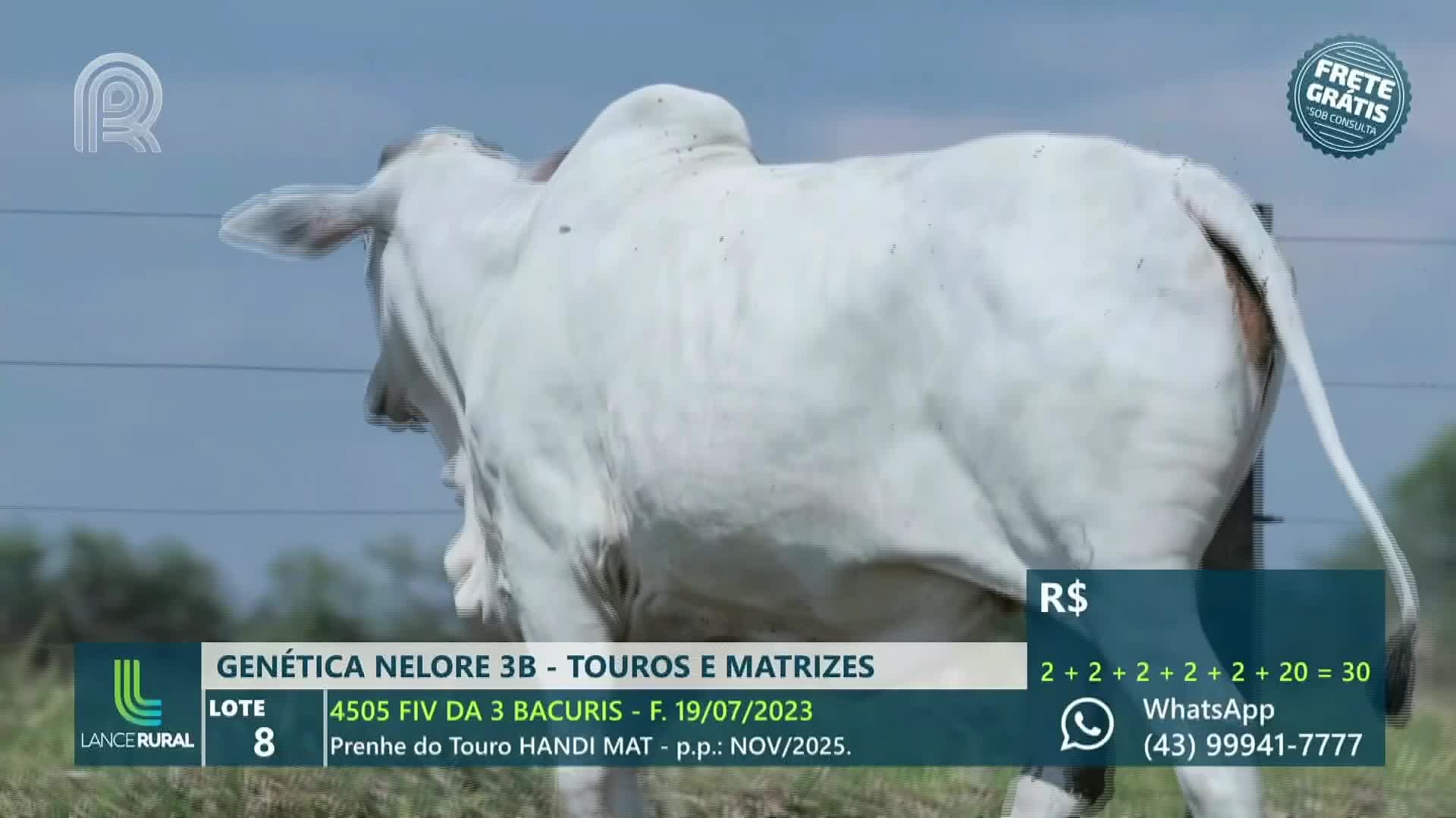A large, white Nelore bull stands still, its form filling the frame against a bright sky. The scene is part of a live auction broadcast from Brazil, as indicated by the Canal Rural logo and the sale details.
