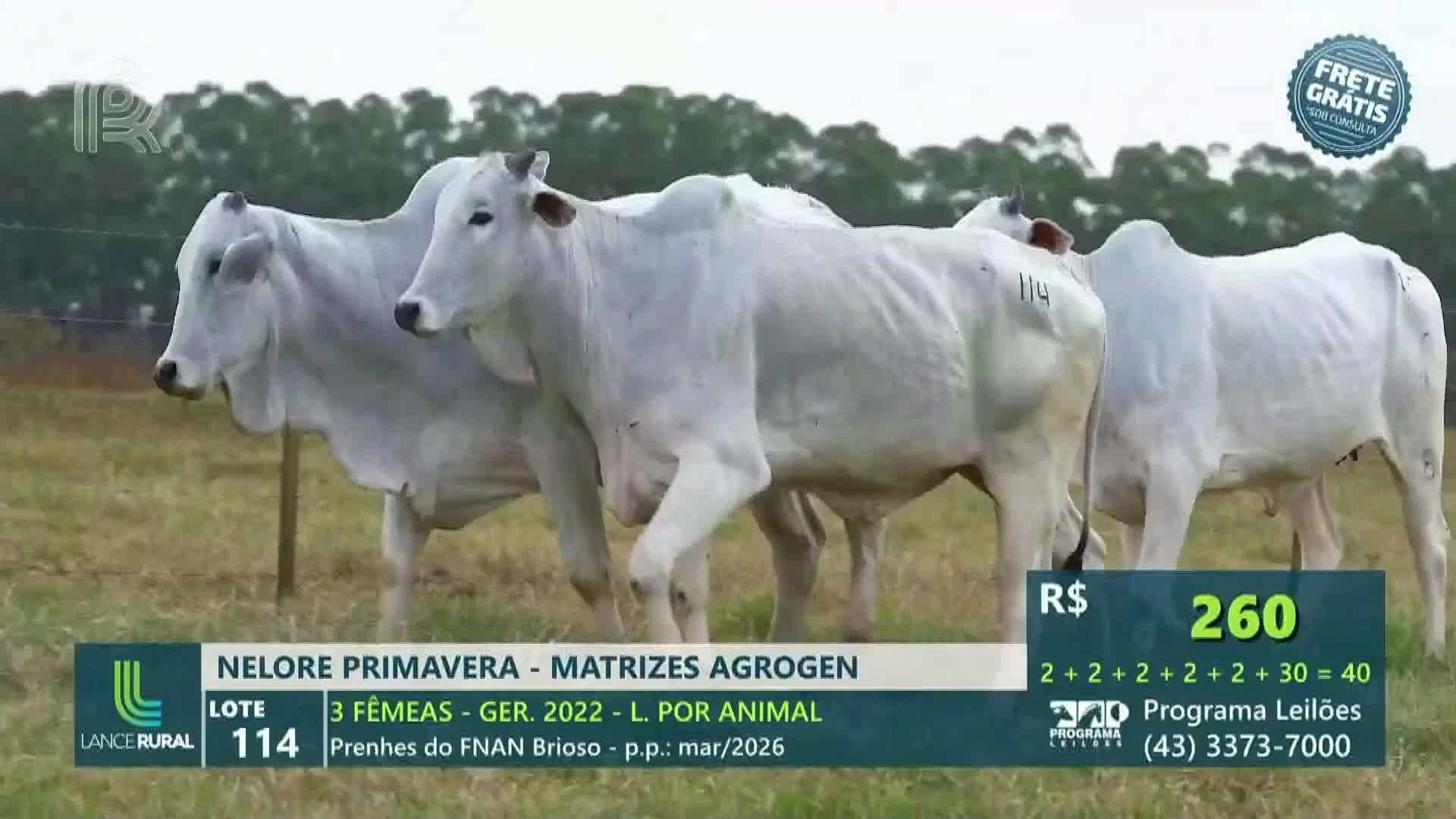 Three pale-grey Nelore cows, marked with the number 114, stand in a grassy field. The screen displays a bid of 260 reais during a live auction on Canal Rural, a Brazilian agricultural television network.
