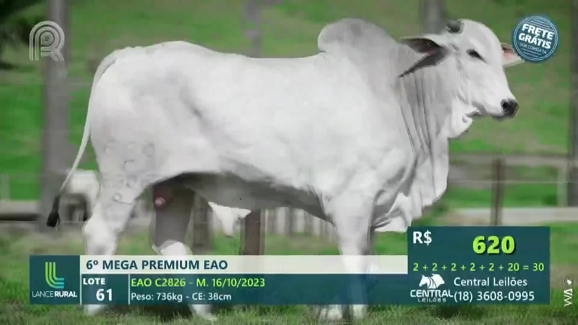 A large, pale bull stands in profile, its form displayed on a screen during what appears to be a live auction broadcast on Canal Rural in Brazil. The price is listed, and the details of the animal are presented below.
