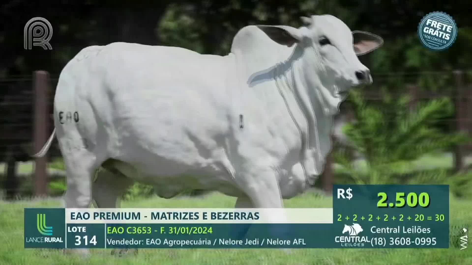 A large, pale bull stands in a grassy field, its side marked with "EHO." The scene is part of a live broadcast from Brazil, with a Canal Rural logo and auction details displayed at the bottom.
