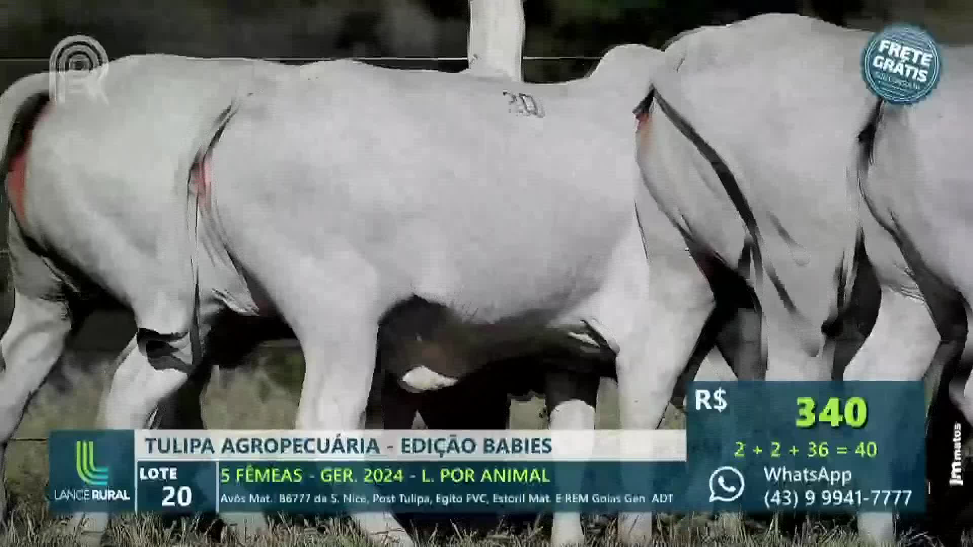 Three pale cows stand side-by-side, their backs marked with red and black lines. The scene is from a live auction on Canal Rural in Brazil, with the current bid displayed on the screen.
