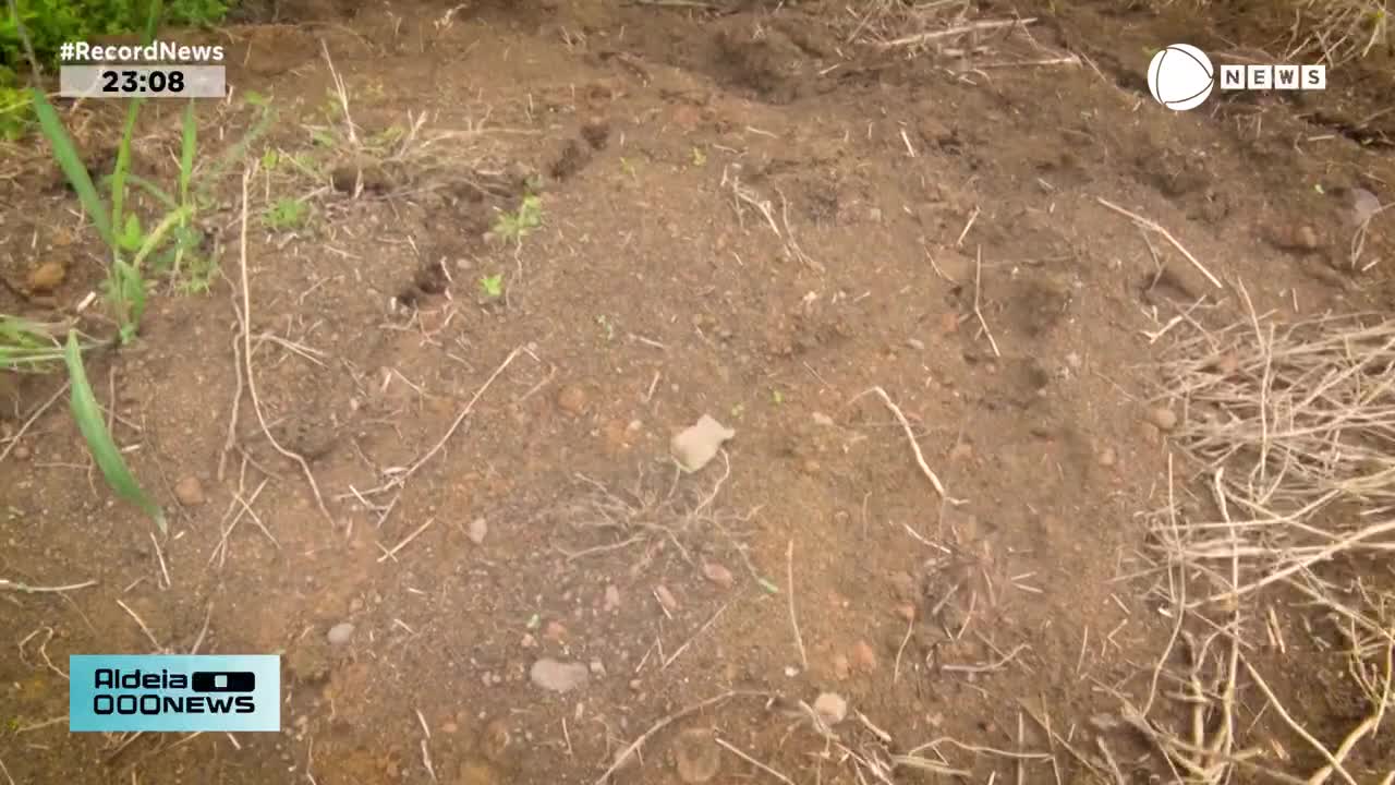 The ground is disturbed, with loose dirt and scattered dry grass. A small, light-colored object rests on the surface.