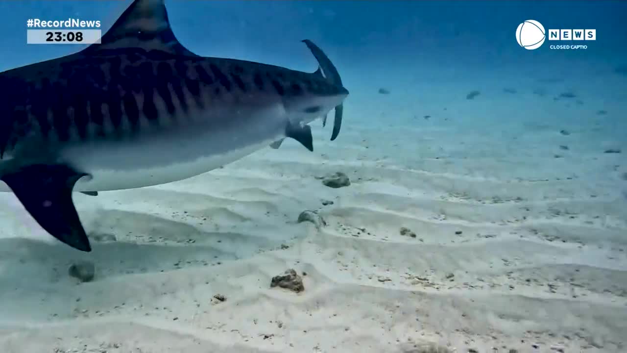 A tiger shark glides over the sandy bottom, its dark stripes stark against the pale seabed. The camera captures this moment as part of a Record News broadcast from Brazil.
