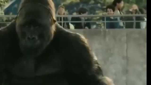 A massive gorilla lumbers forward, its dark fur glistening. Behind a low wall, a crowd of onlookers, likely at a zoo in Brazil, watches the animal.