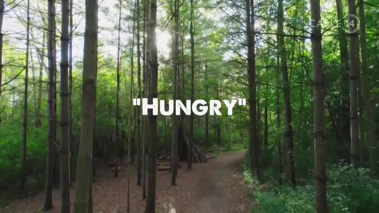 Sunlight streams through the tall trees, illuminating a forest path. The word "HUNGRY" is superimposed over the scene, likely a Cable 14 Hamilton promo.
Sunlight streams through the tall trees, illuminating a forest path. The word "HUNGRY" is superimposed over the scene, likely a Cable 14 Hamilton promo.