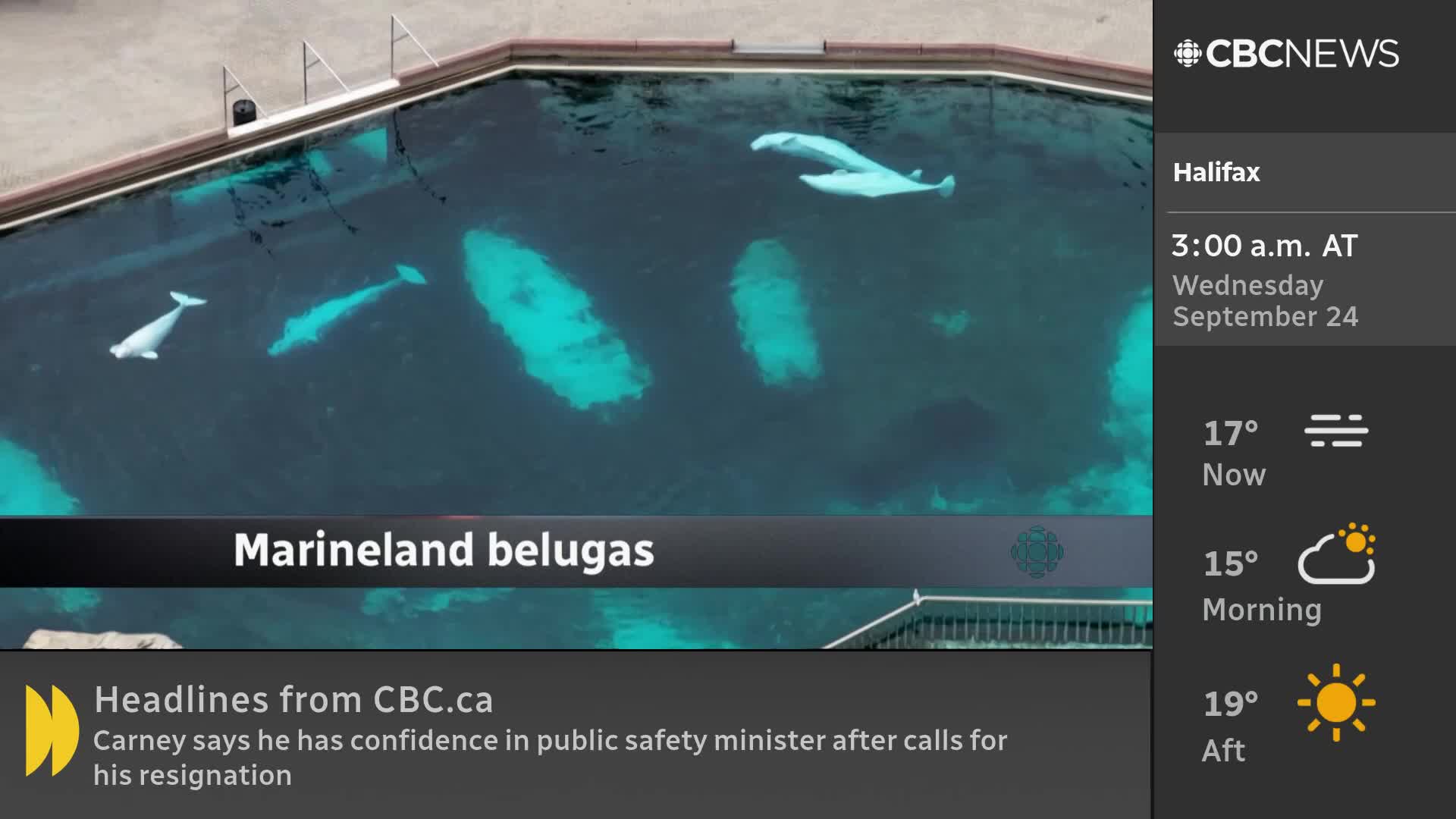 Three white beluga whales glide through the dark water of a pool, as seen on CBC News Network. The headline identifies them as Marineland belugas.
