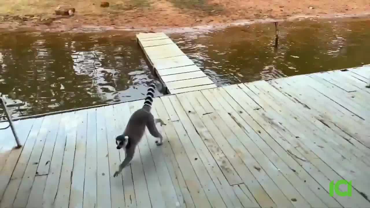 A ring-tailed lemur sprints across a wooden dock towards a narrow plank bridge. The water beside the dock reflects the overcast sky.
