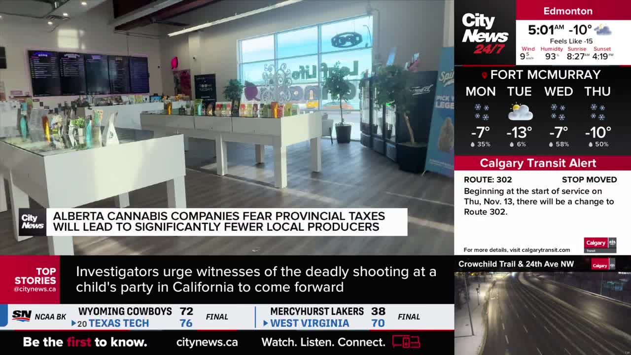 Inside a cannabis shop, display tables hold various products, and the CityNews Calgary banner mentions concerns about provincial taxes. Outside, the weather report shows a chilly -10 degrees in Edmonton.
