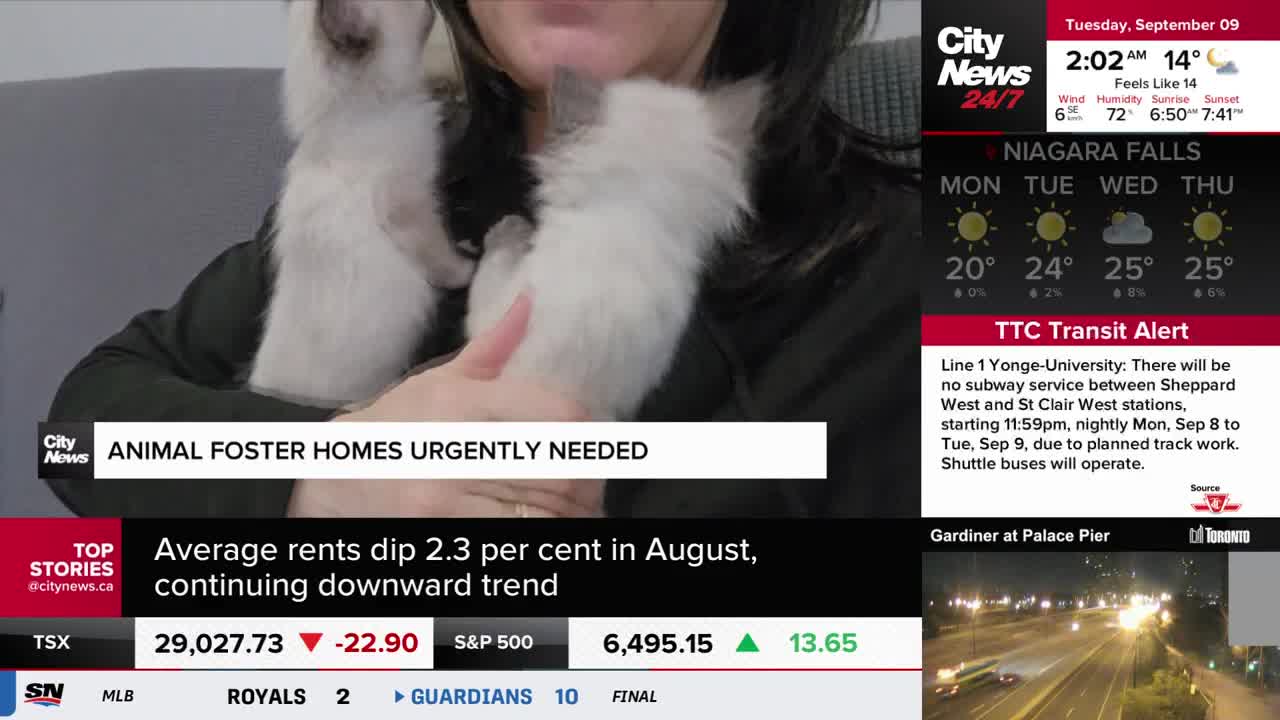 Two fluffy kittens are nestled in someone's arms, as CityNews Toronto reports on the urgent need for animal foster homes. The screen displays the date and time, along with a TTC transit alert about a subway closure.
