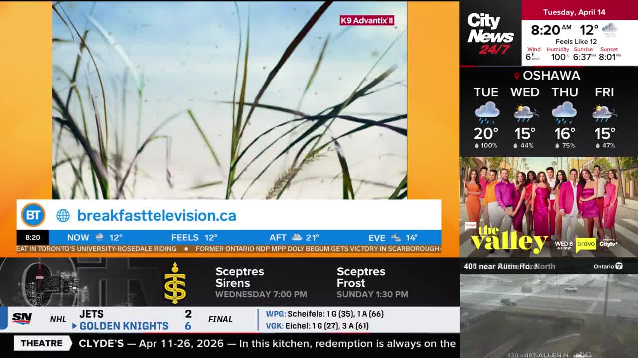 A group of people in bright pink and orange outfits stands on a street, posing for a photo. The CityNews Toronto weather forecast shows rain and cool temperatures for Oshawa this week. A group of people in bright pink and orange outfits stands on a street, posing for a photo. The CityNews Toronto weather forecast shows rain and cool temperatures for Oshawa this week.