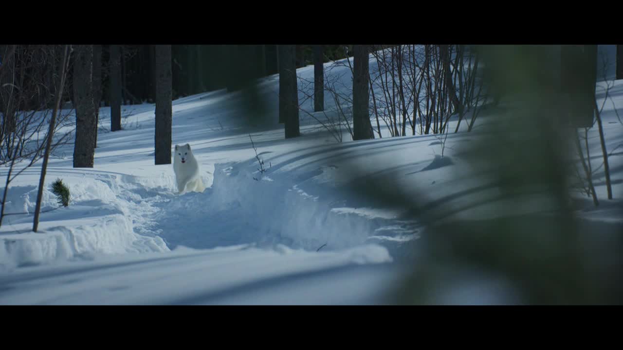 An arctic fox stands in a snow-covered clearing, its white fur bright against the shadows of the trees. The animal looks directly ahead, its gaze fixed on something just beyond the frame.
