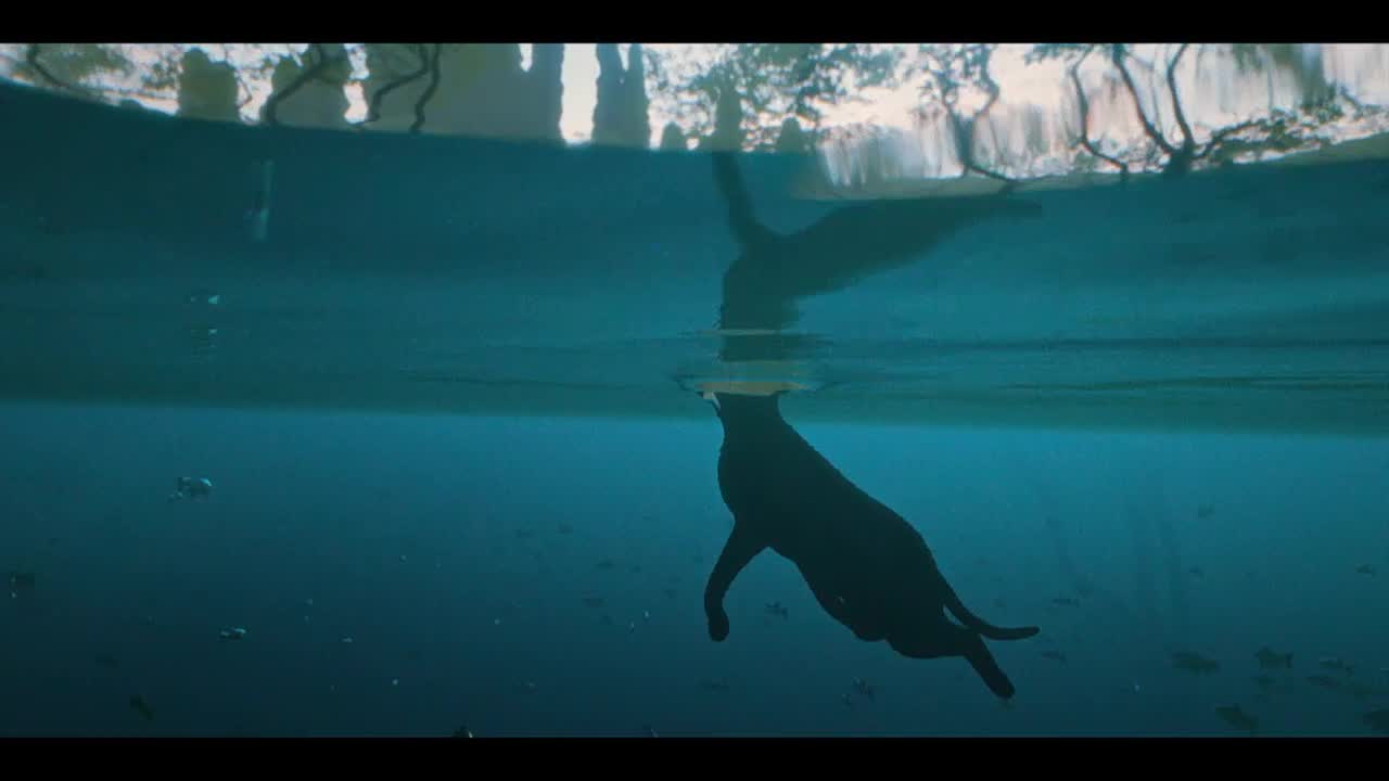 A dark silhouette of a dog swims underwater, its head just breaking the surface. Above, the reflection of trees and the sky shimmers in the water.
