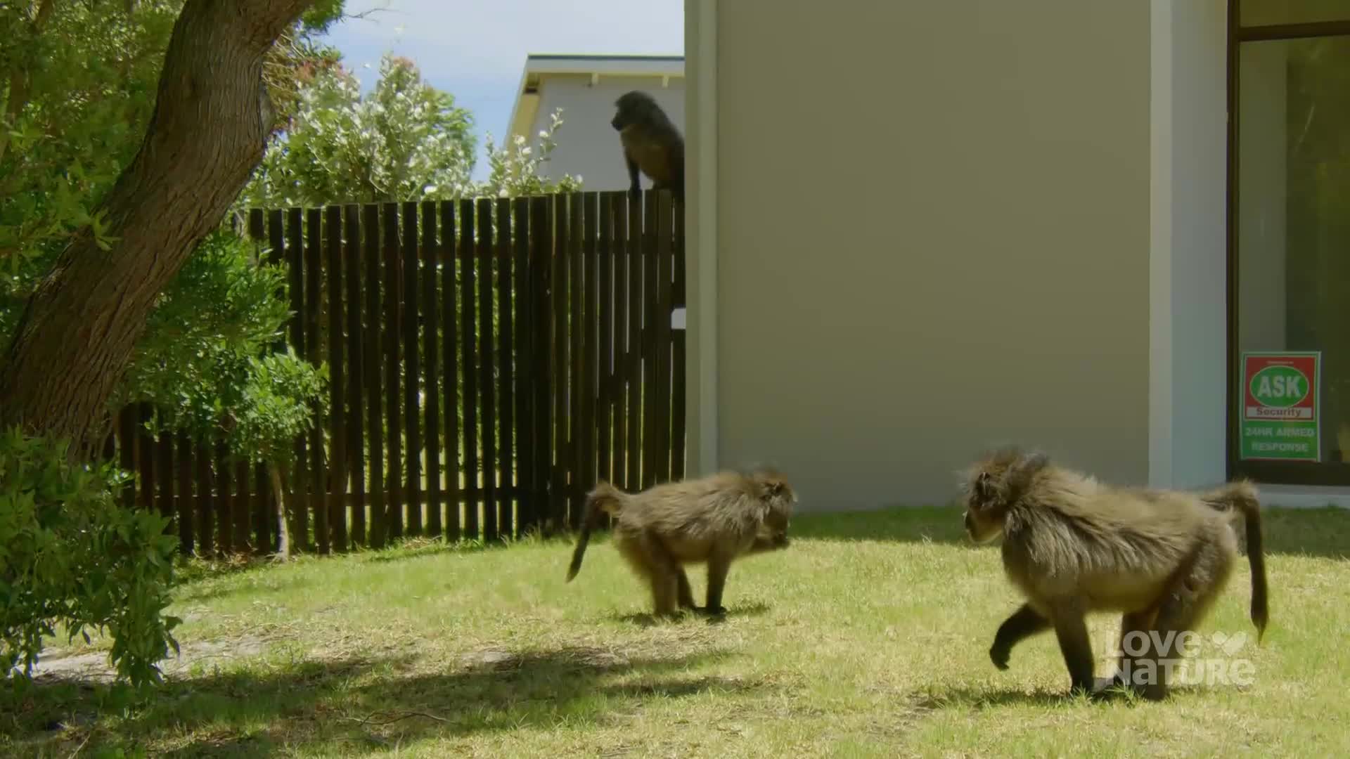 Three baboons are on the lawn, one perched atop the fence. Two of them are moving across the grass, while the third keeps watch from its vantage point.
