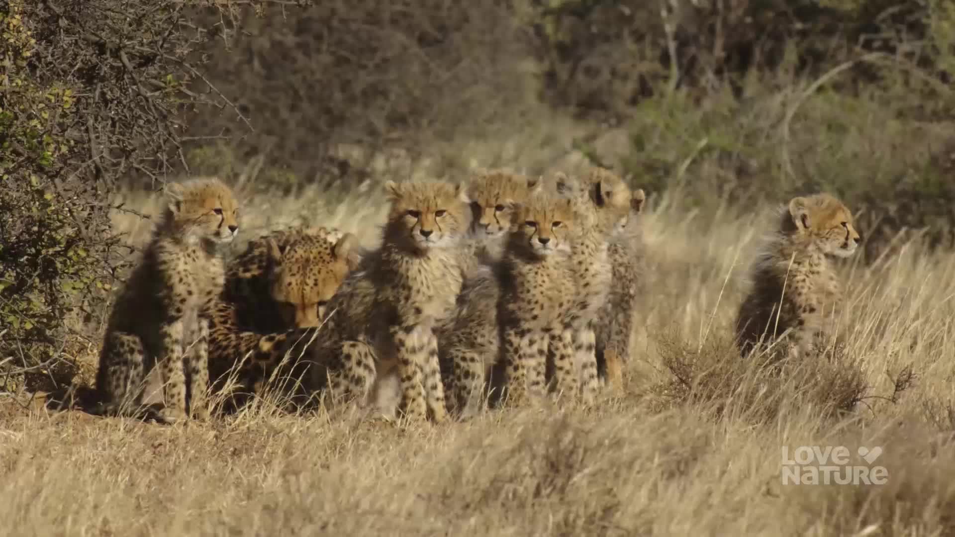 A cluster of cheetah cubs sits upright in the tall grass, their spotted fur blending with the dry landscape. Their mother watches over them, nestled between the cubs.

