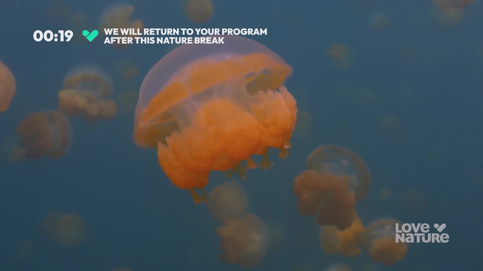 Golden jellyfish pulse gently in the blue water, their bells translucent and their bodies a warm, vibrant orange. They drift serenely, a gentle dance of life unfolding before me.
