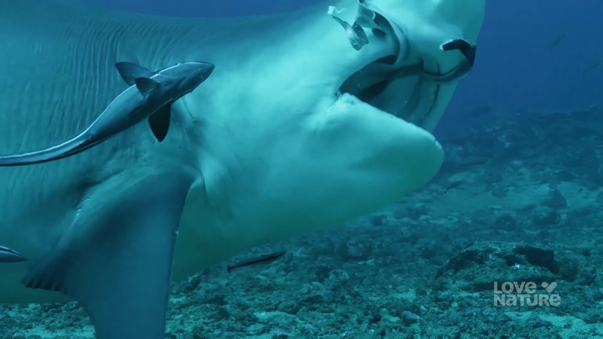A massive ray glides through the water, its mouth agape. Small fish swim around it, seemingly unconcerned by the giant's presence.
