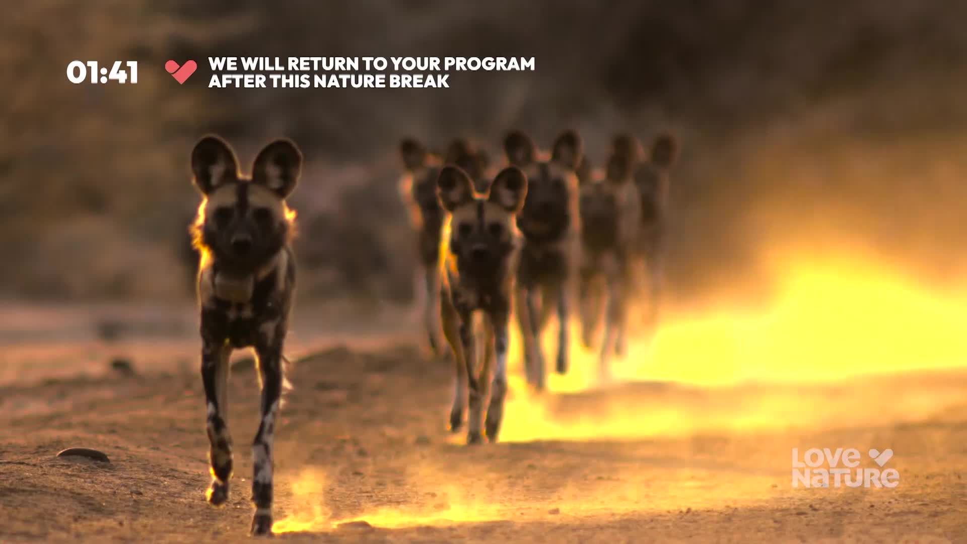 A pack of African wild dogs races towards the camera, their spotted coats catching the golden light. They're kicking up dust as they sprint across the dry ground.
