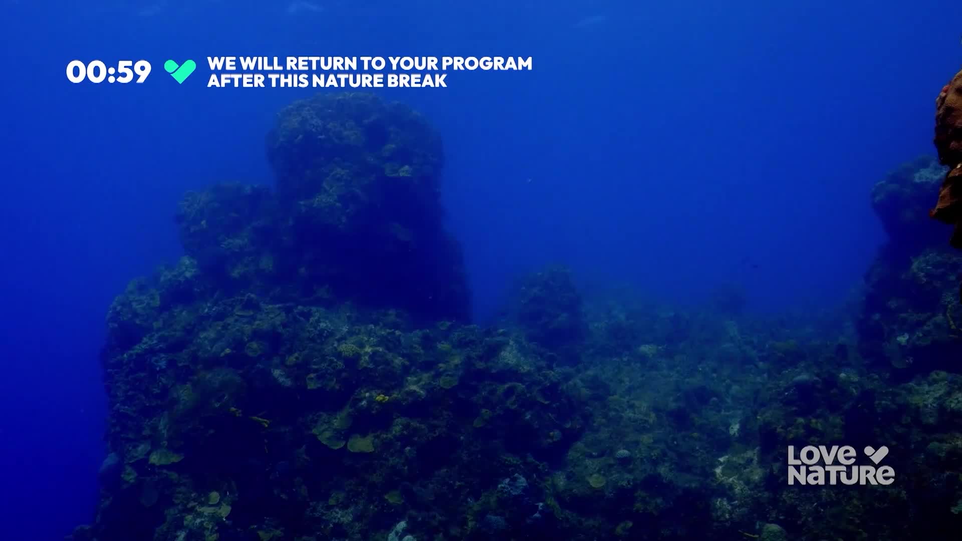 Dark, rocky formations rise from the ocean floor, their rough surfaces contrasting with the deep blue water. A countdown timer reminds me that the program will resume after this nature break.
