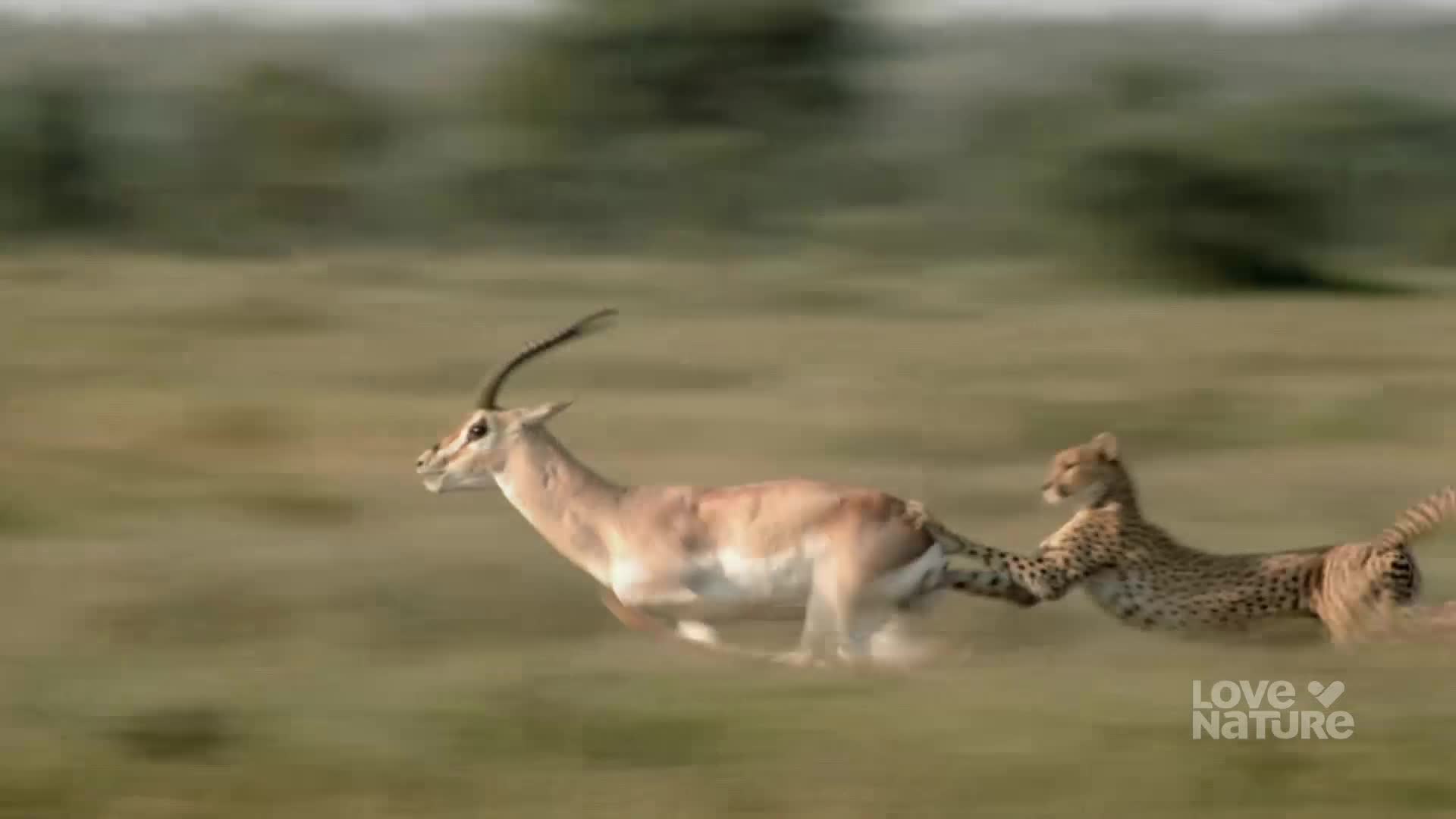 A cheetah, its spotted coat blending with the blurred background, lunges after an antelope. The cheetah has a paw on the antelope's flank, and the chase is on.
