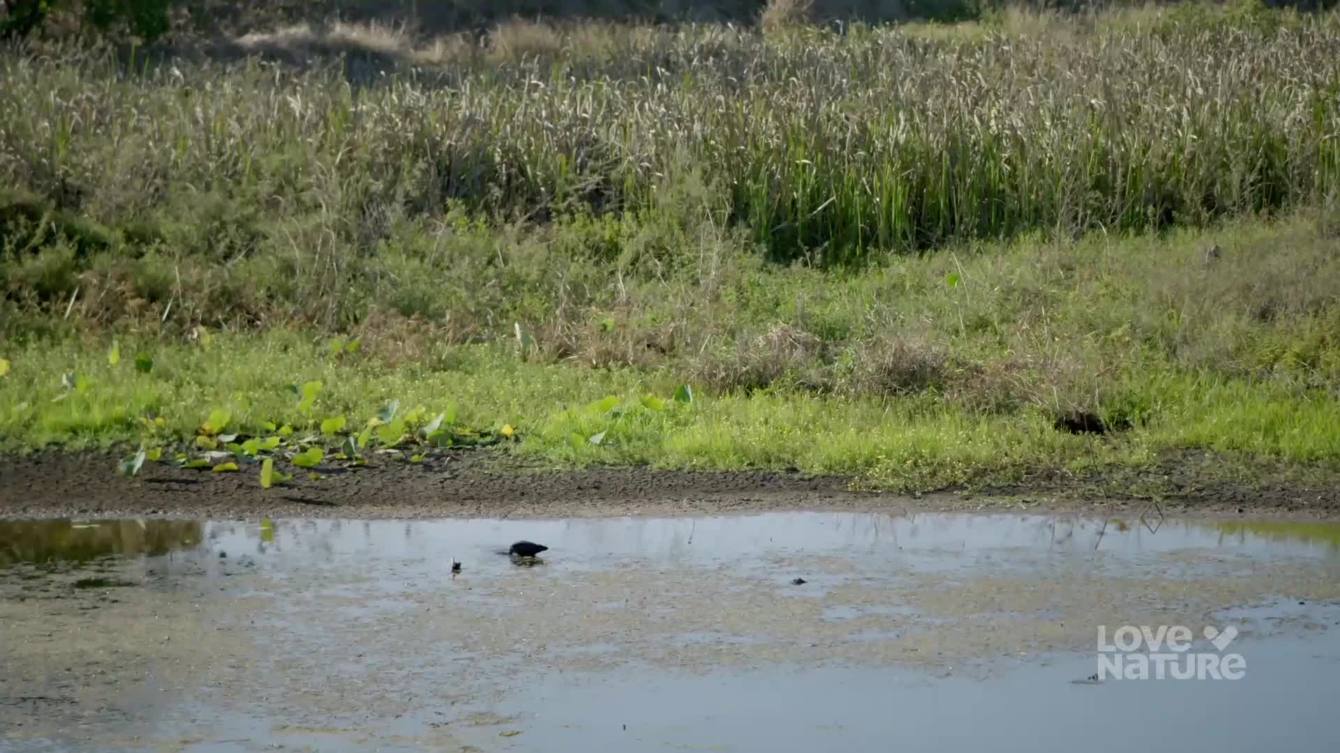 A dark bird wades in the shallow water, pecking at something unseen. Tall grasses and reeds line the bank behind it.
