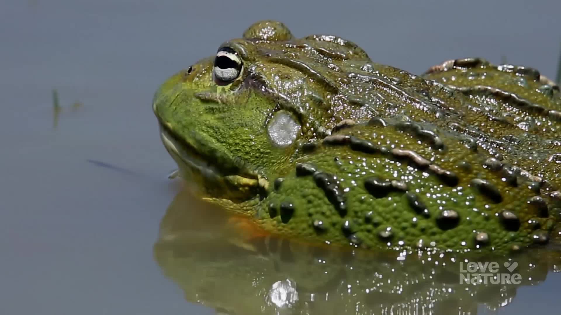 A large, bumpy frog is mostly submerged in the water, its eye fixed on something just out of view. The creature's mottled green skin glistens in the sunlight.
