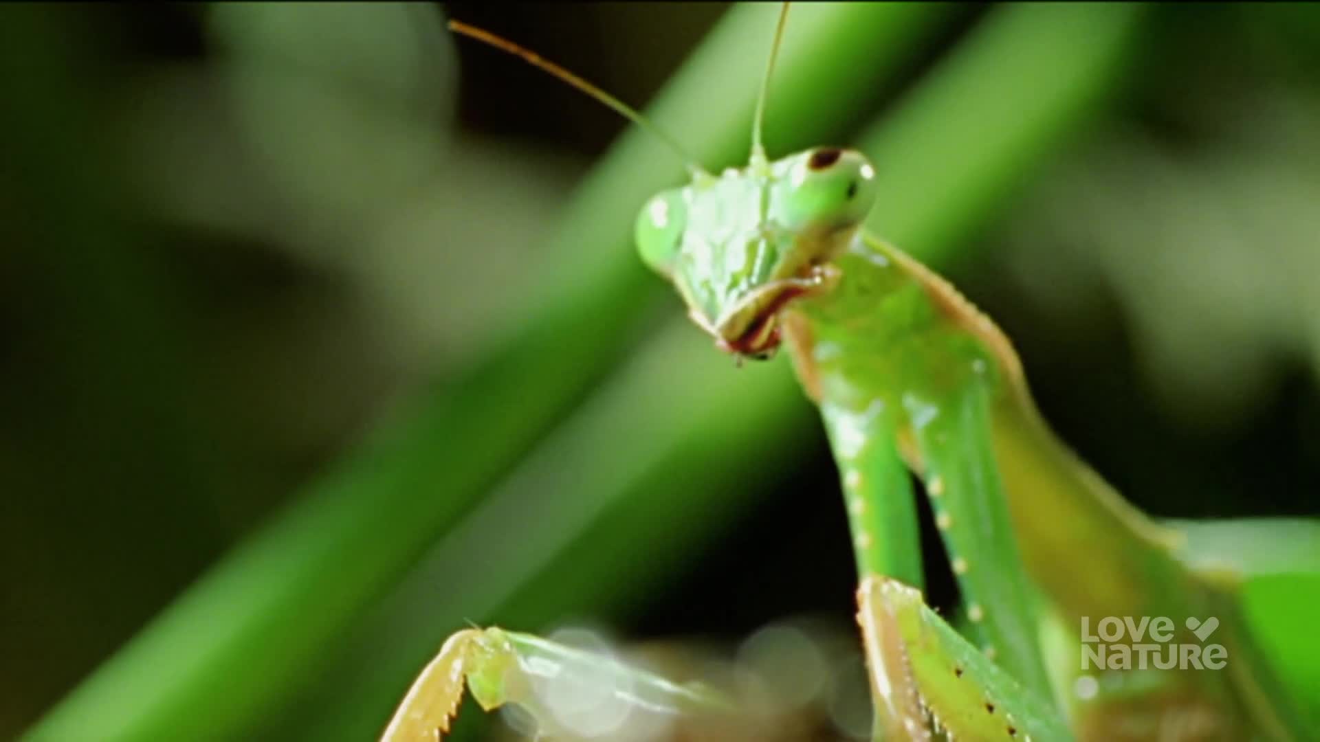 A praying mantis, bright green, is perched among the leaves. It's staring directly ahead, its triangular head and large eyes focused.
