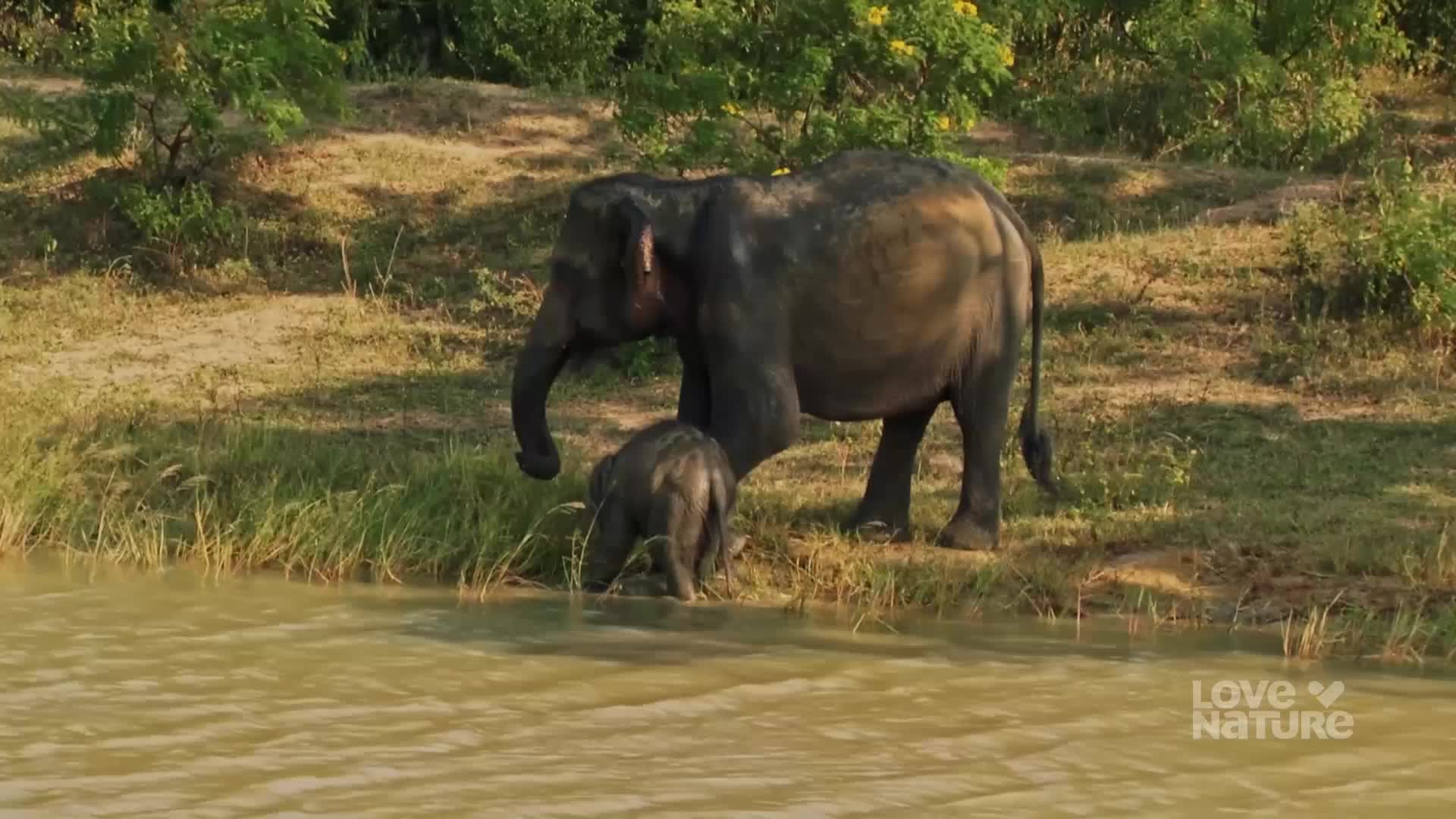 An adult elephant stands near a body of water, its trunk hanging down. A smaller elephant, likely a calf, is drinking from the water's edge.
