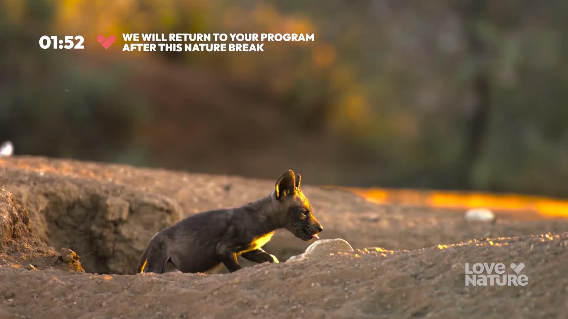 A young, dark-furred animal emerges from a sandy den, its tongue lolling out. The setting sun casts a warm glow over the scene.

