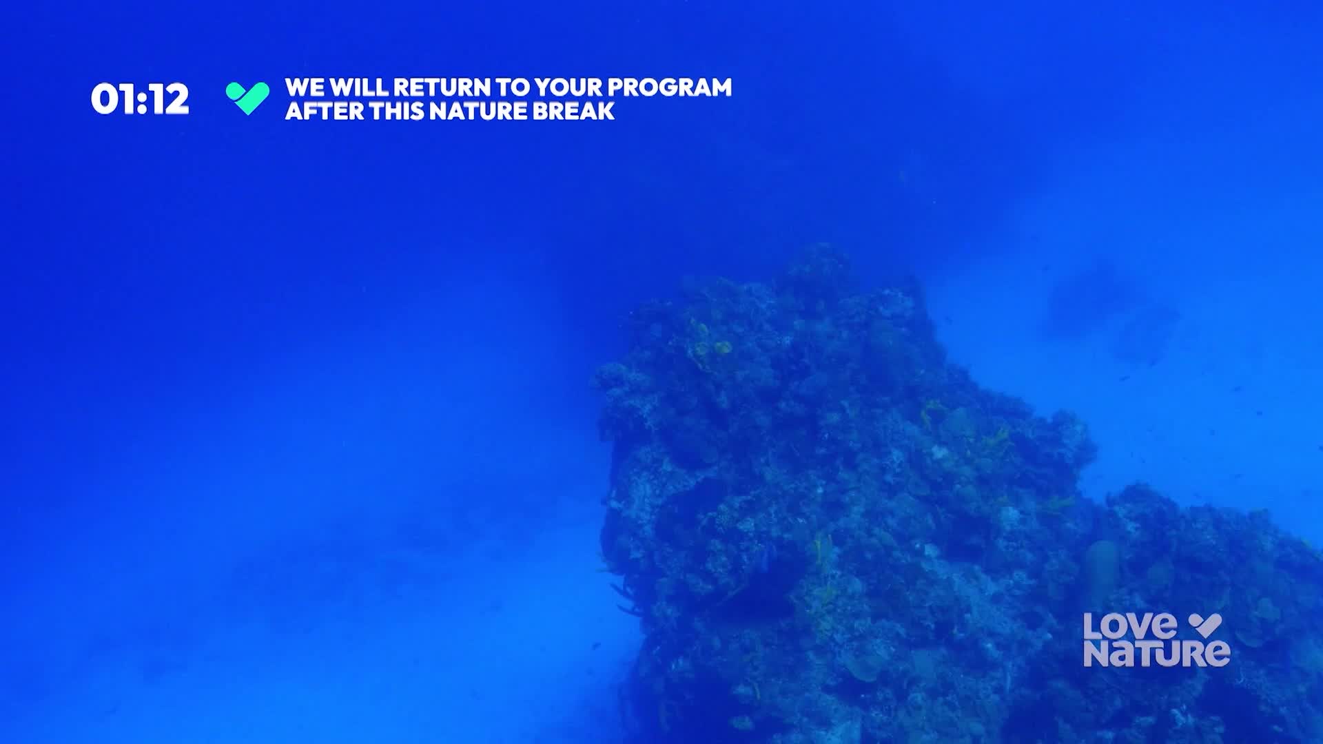 A rocky structure, covered in coral, rises from the depths. The scene is bathed in deep blue, and a message indicates a brief pause in the program.
