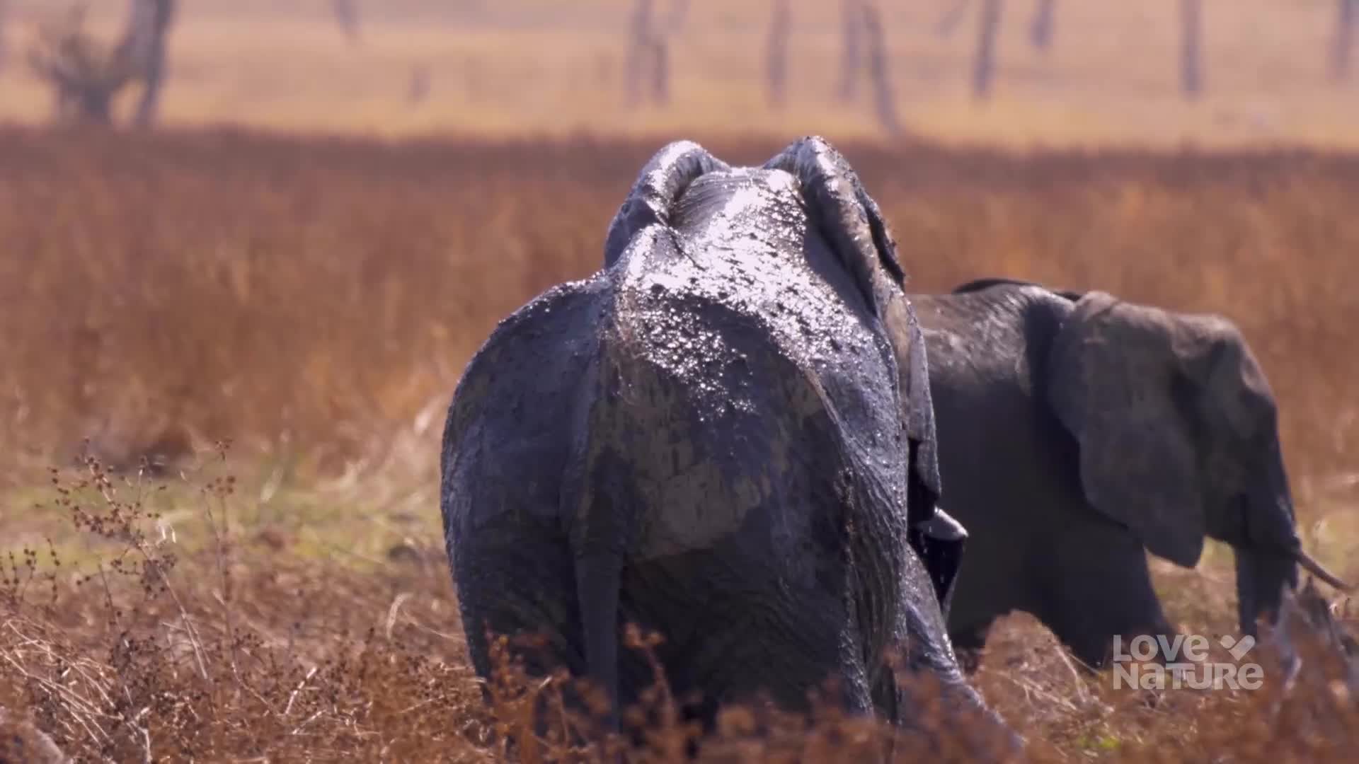 Two elephants, coated in mud, walk through tall, dry grass. The lead elephant's back is turned, its skin glistening in the sunlight.
