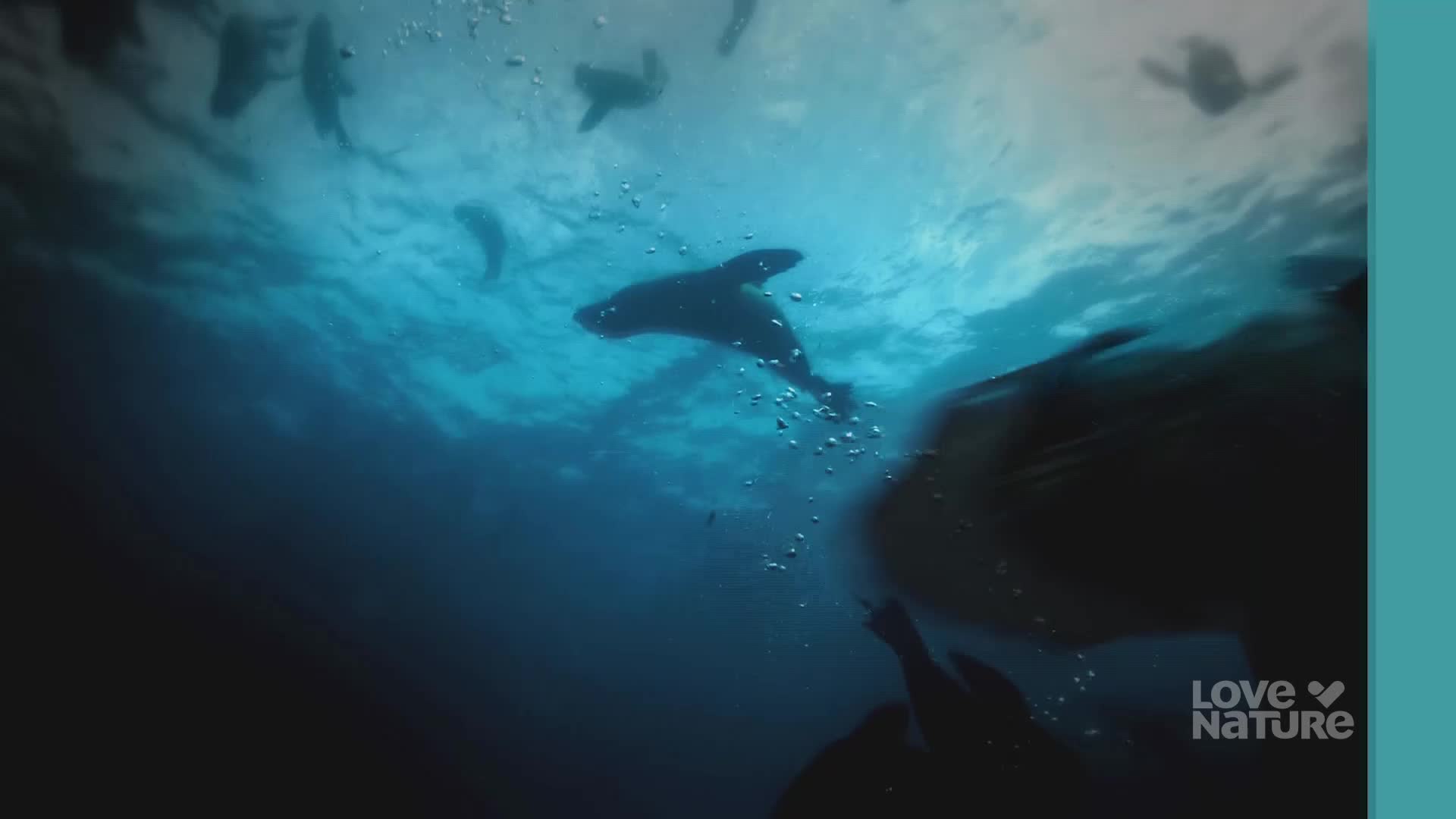 Seals swim through the water, their dark forms silhouetted against the bright surface above. Bubbles rise, and the ocean's blue depths surround them.
