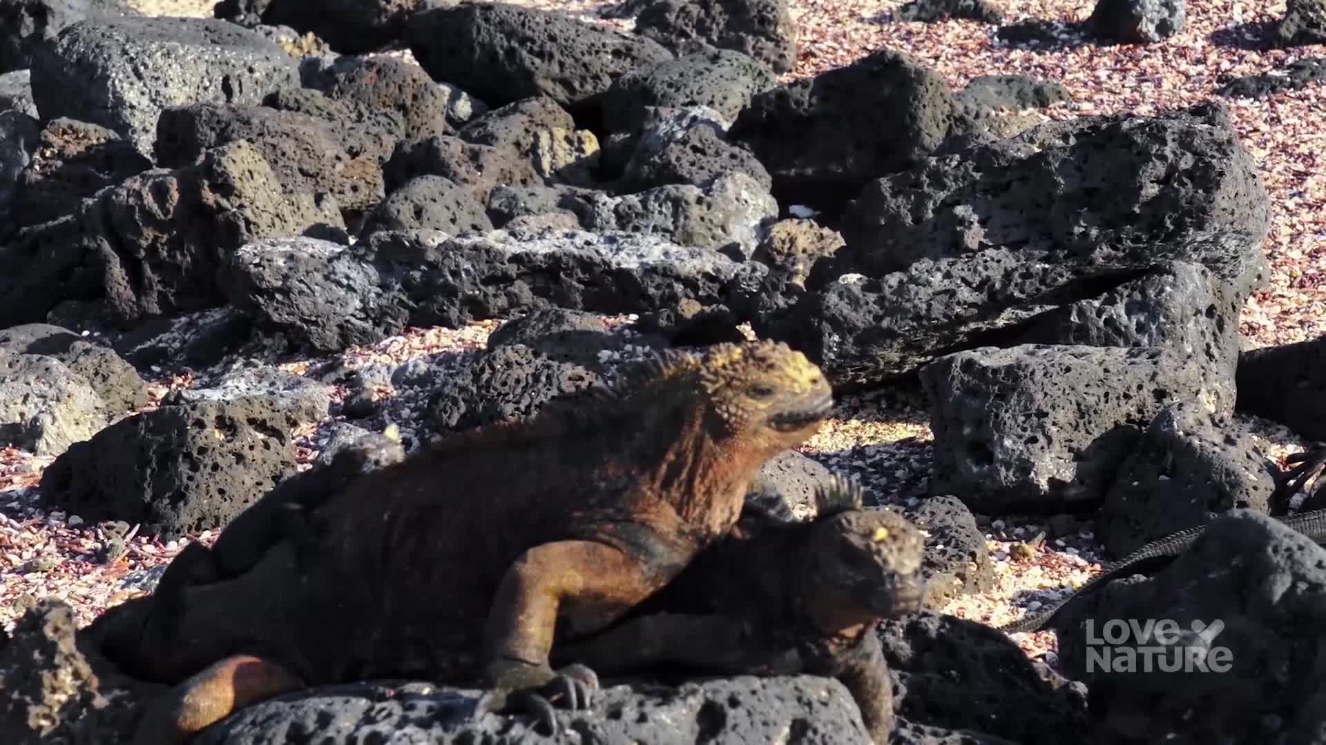 Two marine iguanas are perched on dark, porous rocks, their bodies blending with the volcanic landscape. One, with a yellowish head, seems to be surveying the scene.

