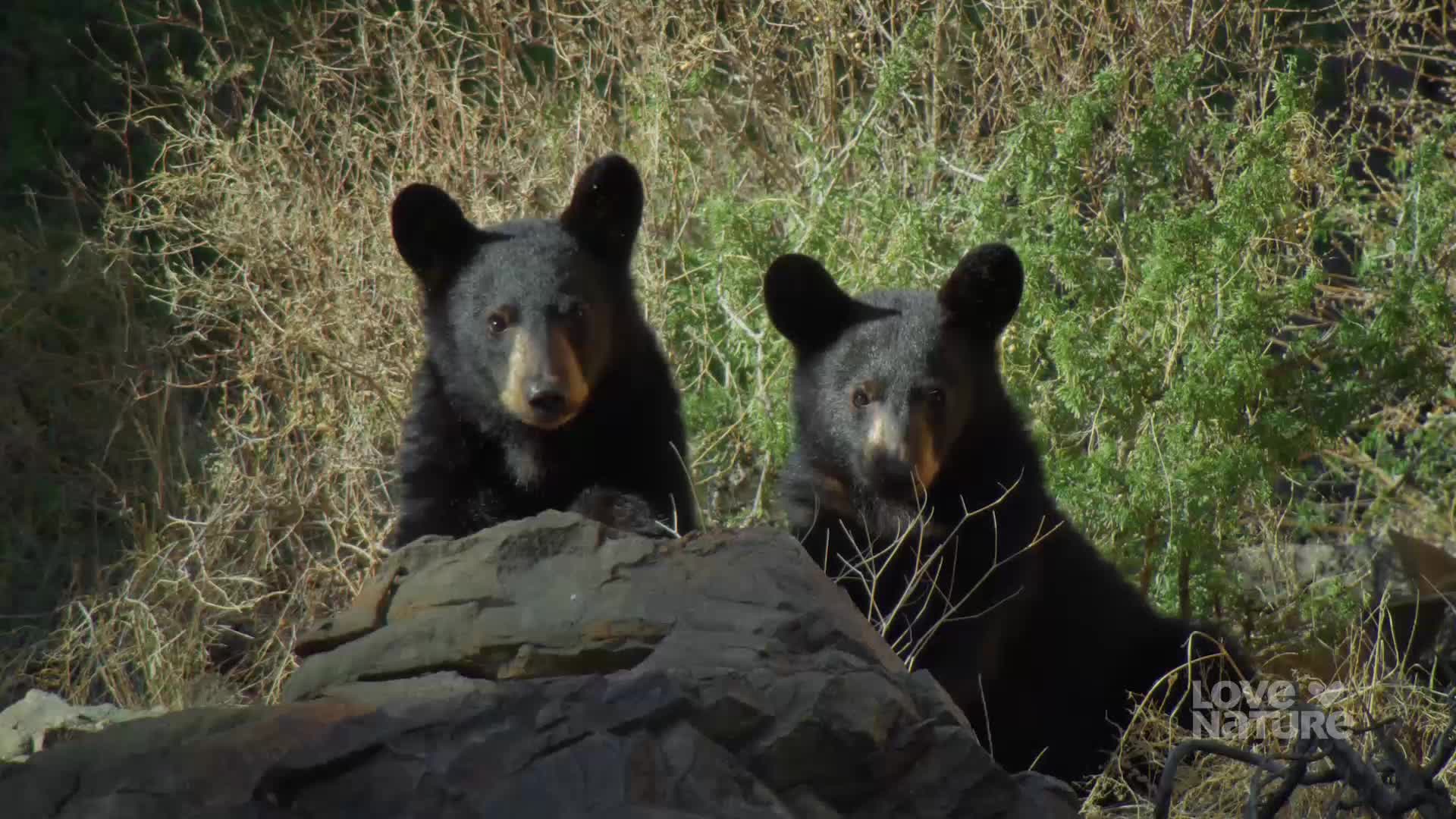 Two black bear cubs peer out from behind a rocky ledge. They both have their ears perked, their dark eyes focused directly ahead.
