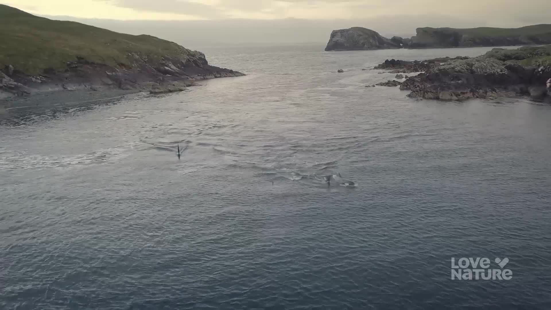 Dolphins are surfacing and diving, their dark bodies briefly visible against the water. The animals are moving through a narrow channel between rocky islands.
