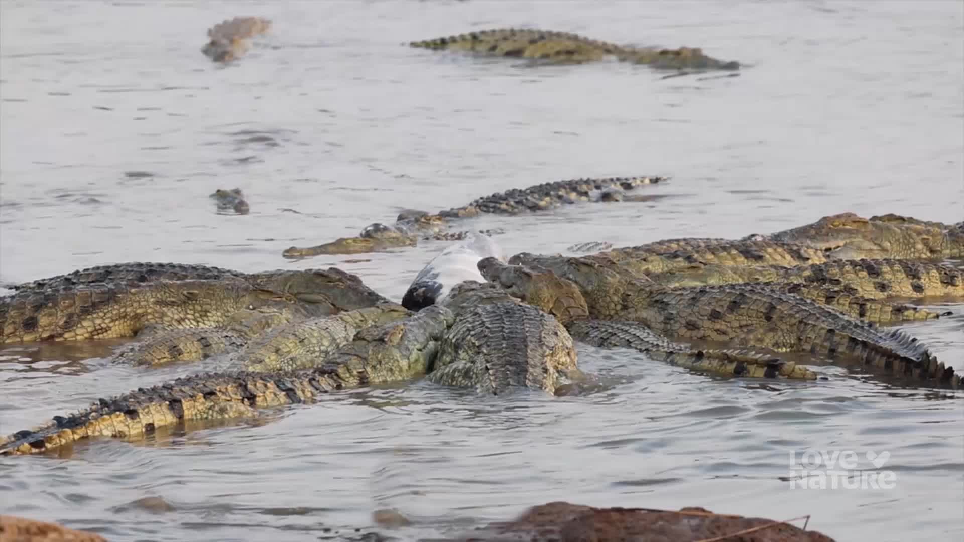Several crocodiles are clustered together in the water, their bodies partially submerged. They appear to be circling something pale and indistinct, possibly a carcass.
