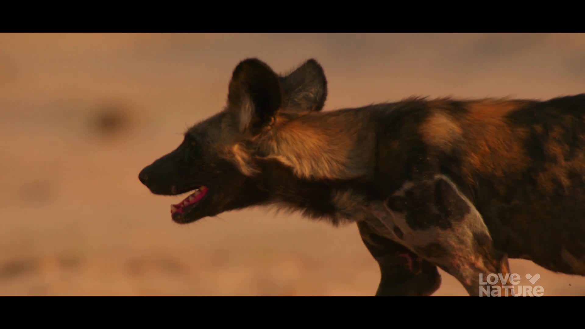 An African wild dog, its coat a mix of black, brown, and white, runs across the frame. Its mouth is open, revealing a pink tongue, as it moves swiftly against a hazy, orange backdrop.
