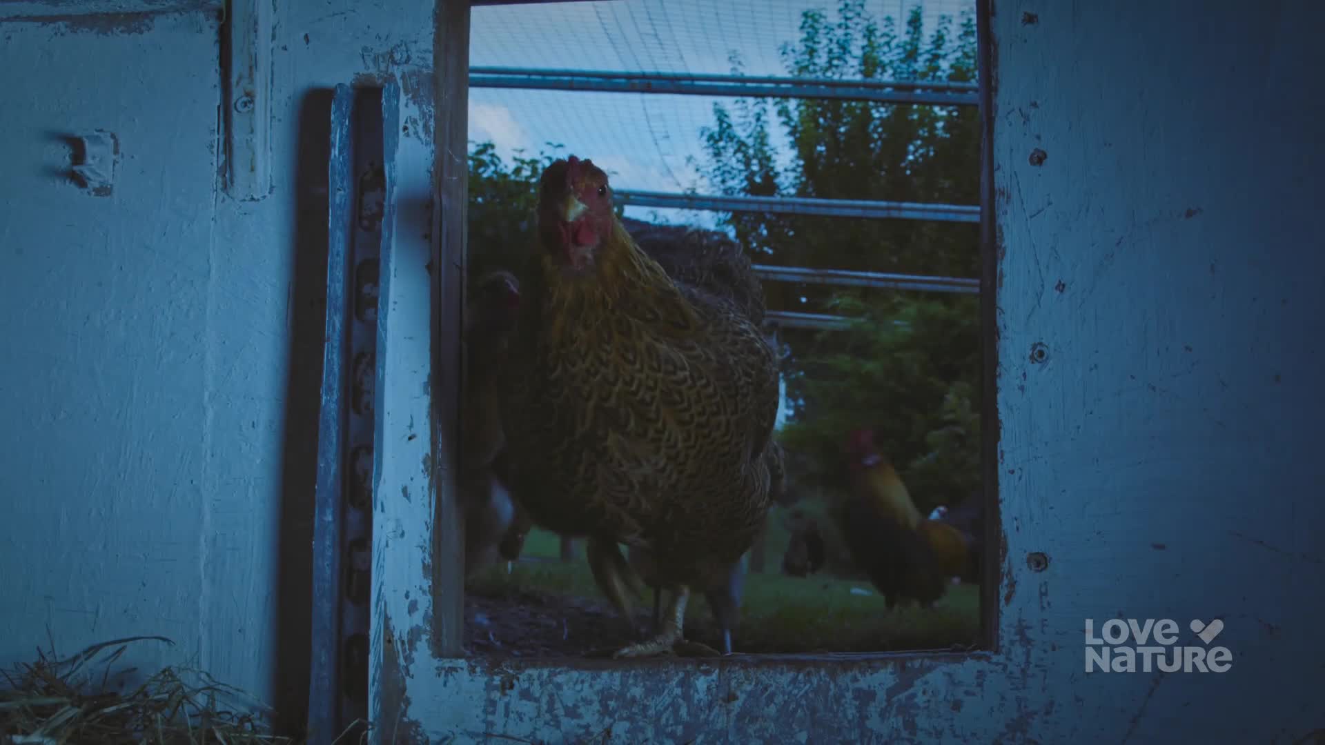 A large hen, speckled brown and black, stands in the doorway, looking directly at me. Other chickens mill about in the yard beyond, framed by the opening.
