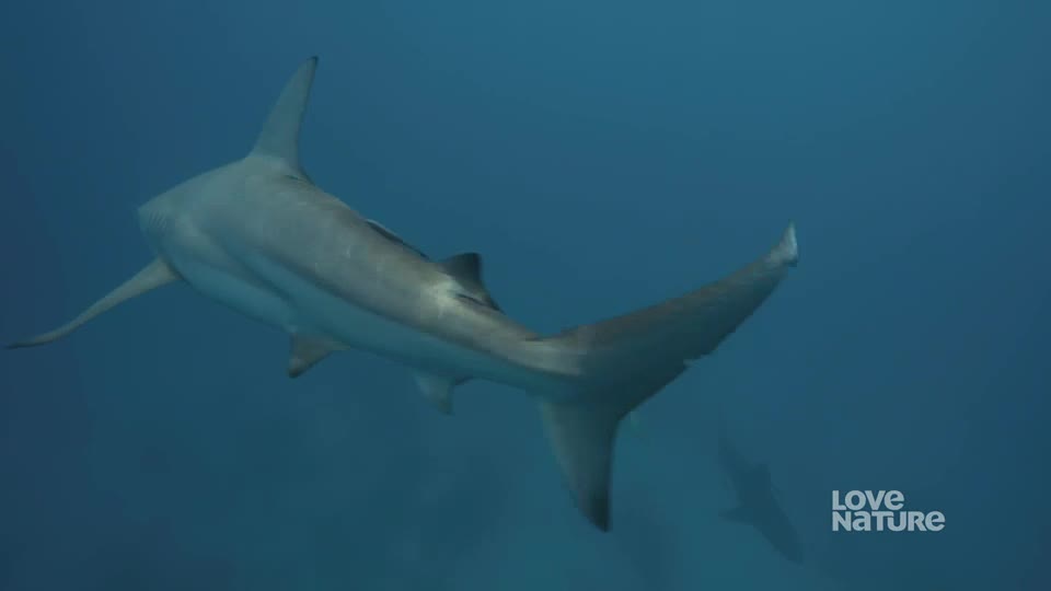 A sleek, gray shark glides through the blue water, its dorsal fin cutting through the depths. Its tail gently swishes, propelling it forward as another shark appears in the distance.
