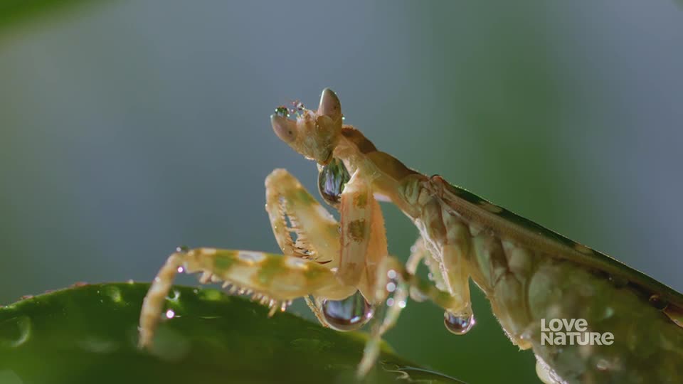 A praying mantis, speckled with green and yellow, perches on a leaf, glistening with water droplets. The insect's head is tilted, and it appears to be observing the world around it.
