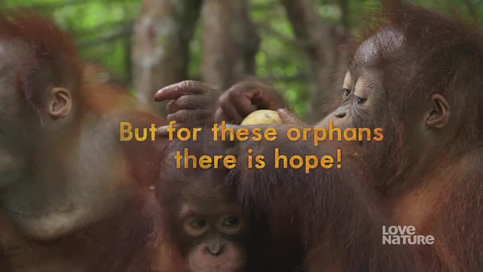Three orangutans huddle together, one holding a small, round piece of fruit. The smallest one stares up at the others, its dark eyes reflecting the light.
