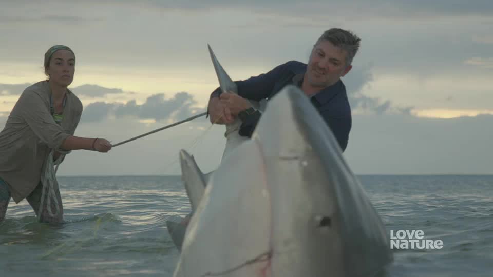 A man is gripping the dorsal fin of a large shark, while a woman holds a rope attached to the animal. They're standing in the shallow water, with the shark's massive head looming in front of them.
