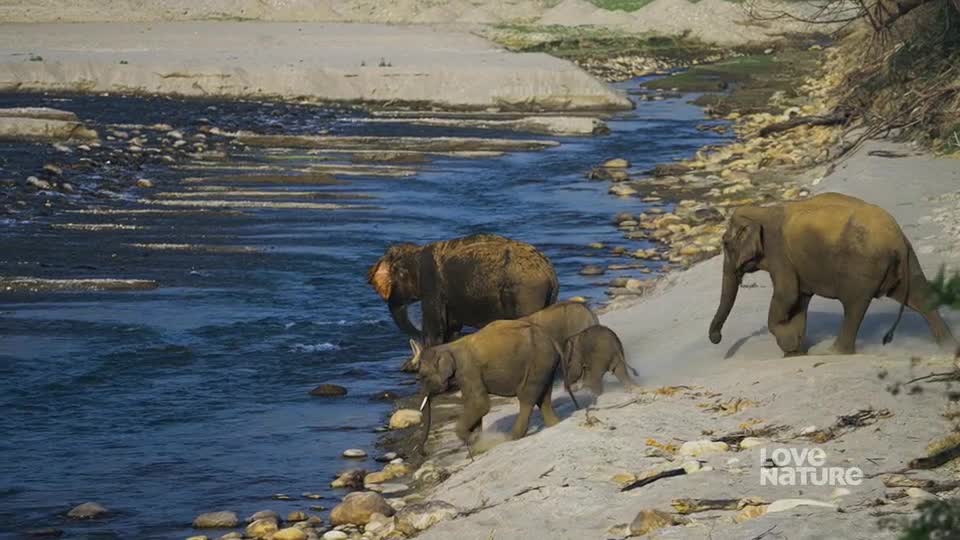 Elephants are crossing a river, some already on the sandy bank. The adults are leading the way, while the younger ones follow close behind.
